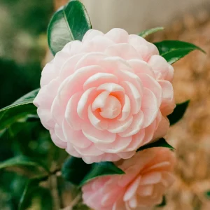 Soft pink camellia flower in bloom with lush green leaves in the background.