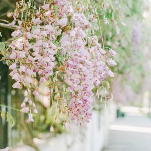 Delicate wisteria flowers cascading down over a sunny residential sidewalk.