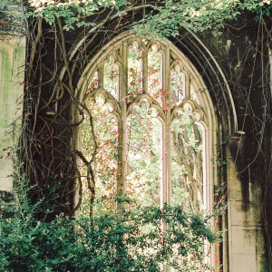 Gothic-style stone church window overgrown with ivy and surrounded by plants.