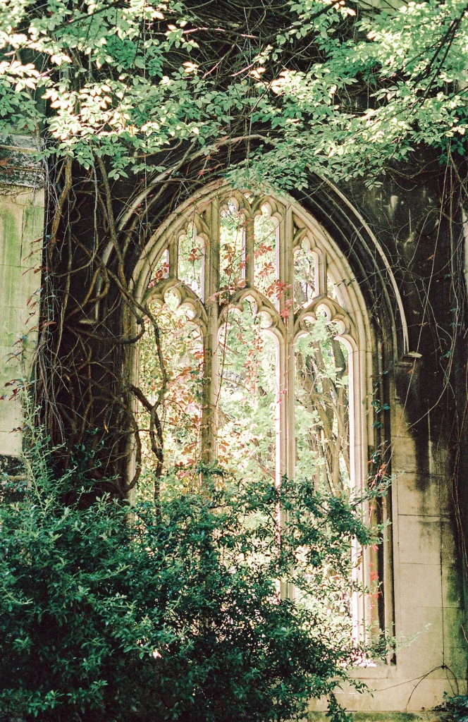 Gothic-style stone church window overgrown with ivy and surrounded by plants.