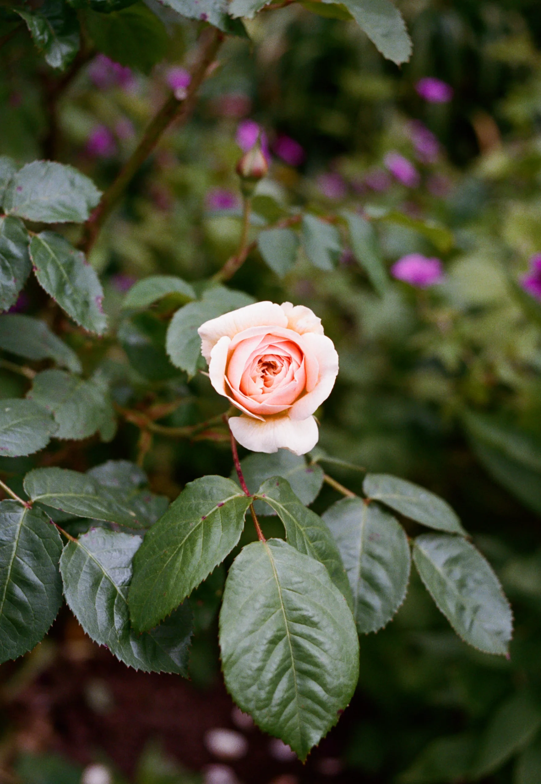 Close-up of blooming pink rose surrounded by deep green leaves and a blurred floral background.