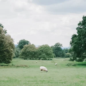 Sheep grazing in a green field with trees and cloudy skies in the distance.