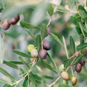 Italian Olives  Fine Art Film Print
