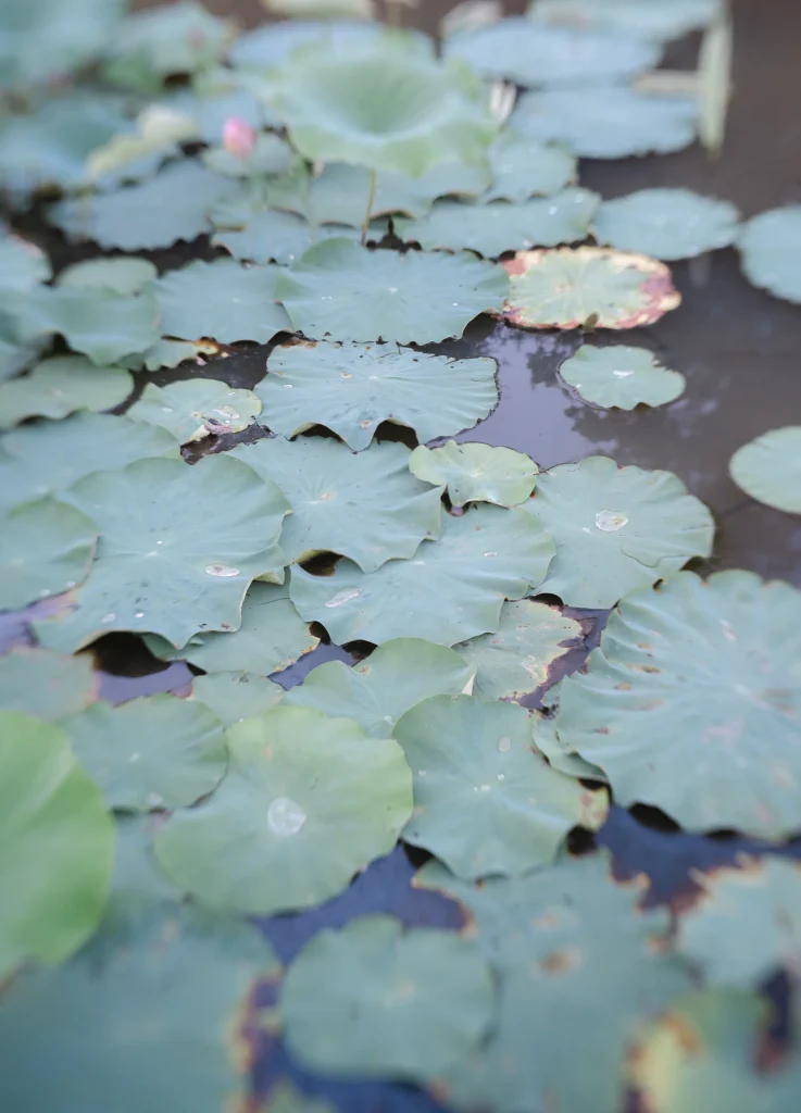 Lily pads floating in still pond – botanical fine art print, calming nature wall decor.