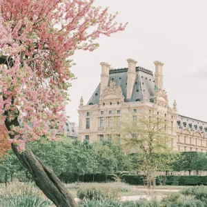 Historic château and pink tree in spring – France architecture fine art print, Paris wall decor.