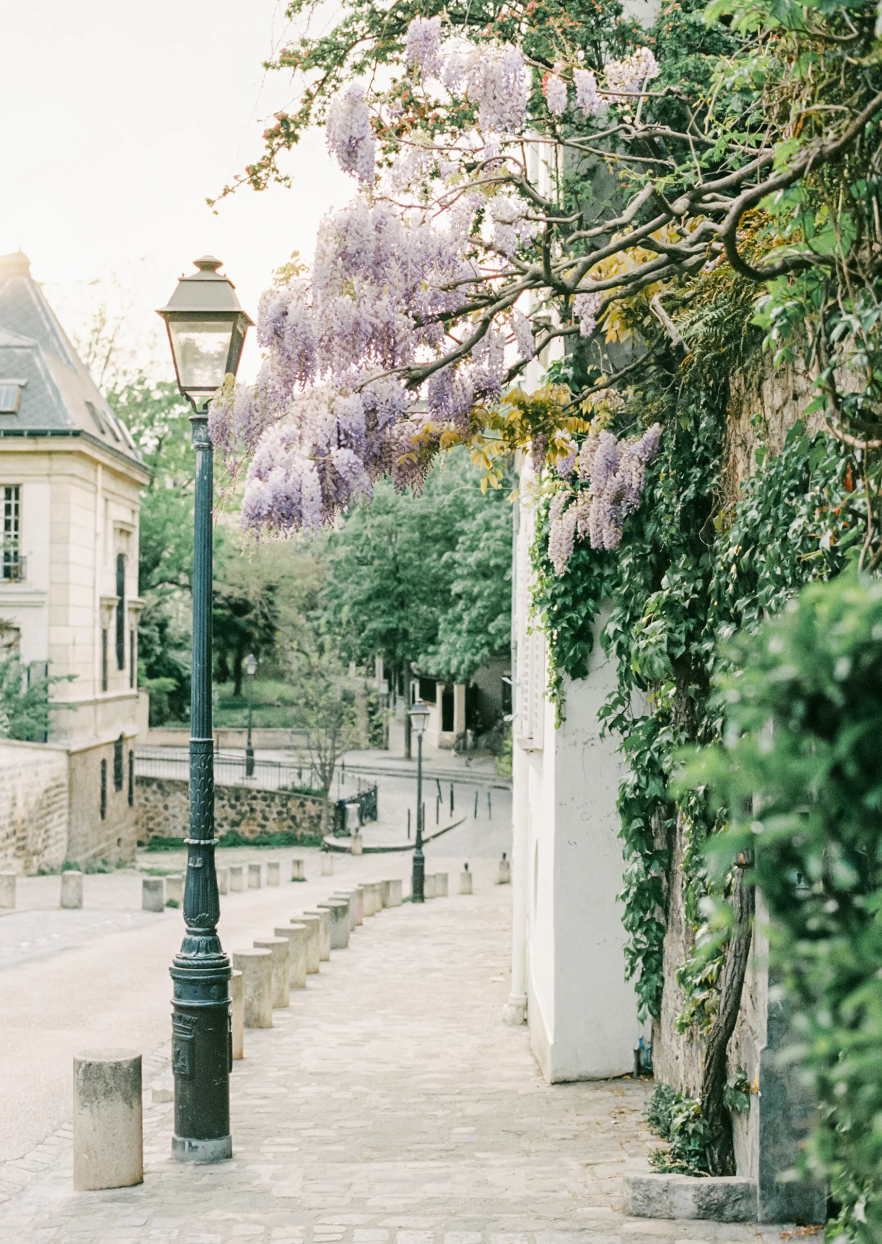 Wisteria-draped Parisian walkway – dreamy France wall art, Europe spring travel print.