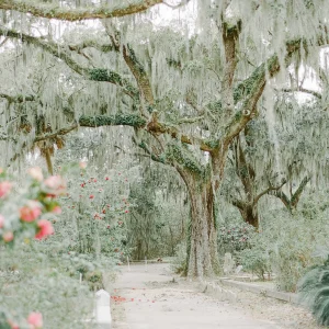 Mossy live oak trees overhanging a pathway in a serene Southern landscape.