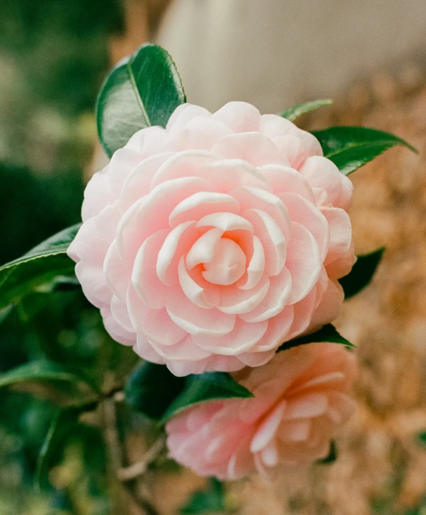 Soft pink camellia bloom – close-up flower photography, France fine art wall print.