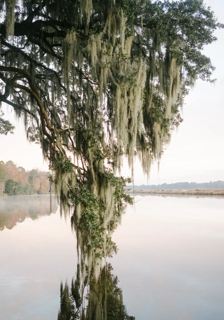River at dusk with mossy tree – tranquil fine art print, peaceful Europe nature photography.
