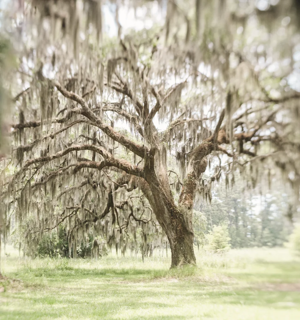 Twisted oak with hanging moss – timeless southern European landscape fine art print.