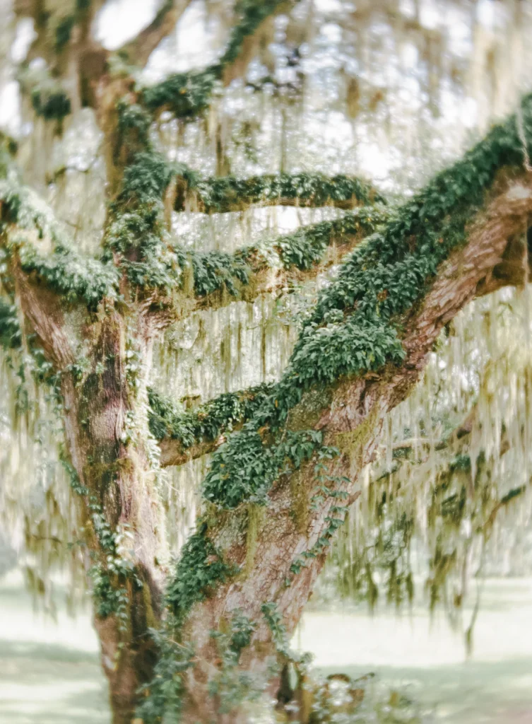 Moss-covered tree branches – southern Europe nature wall art, organic fine art print.