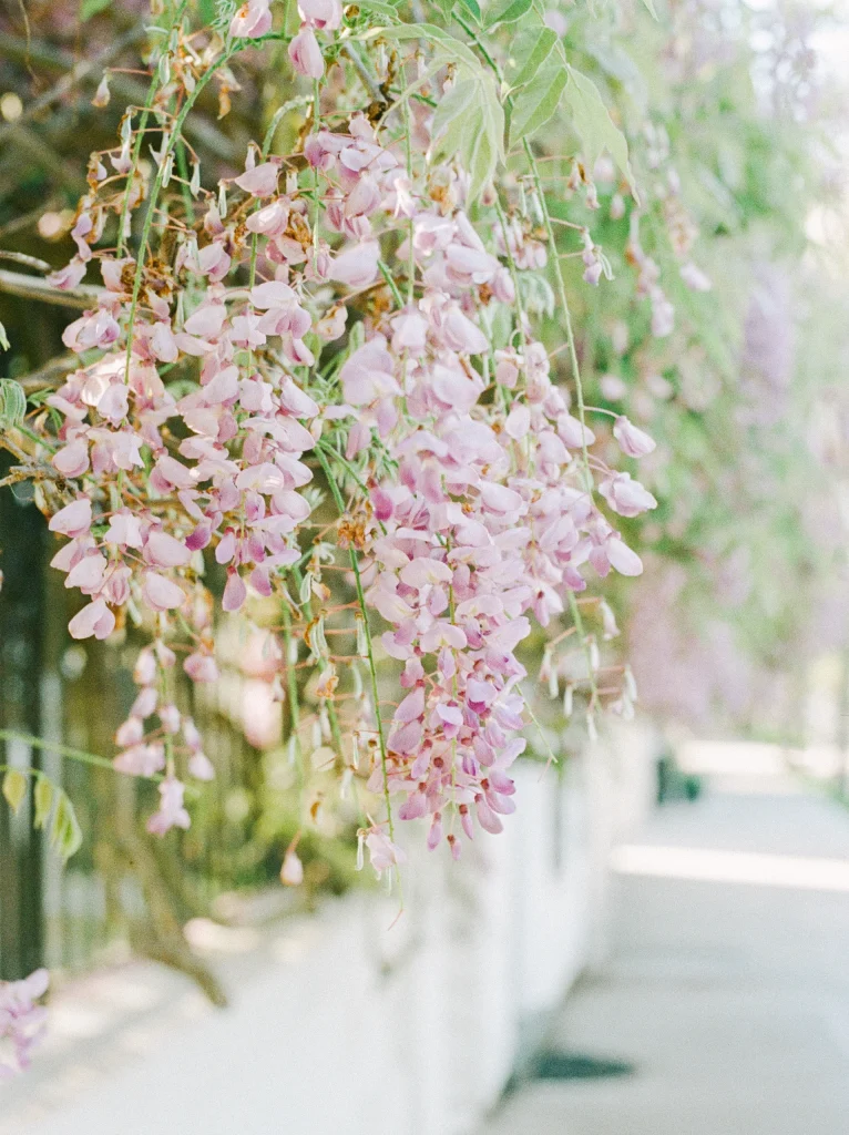 Cascading wisteria blooms – romantic floral travel photography, French garden wall print.