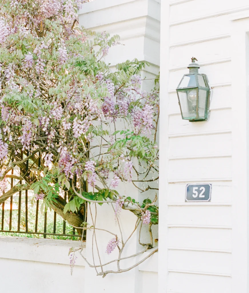 Another view of wisteria around house number 52 – romantic France photography, travel print.
