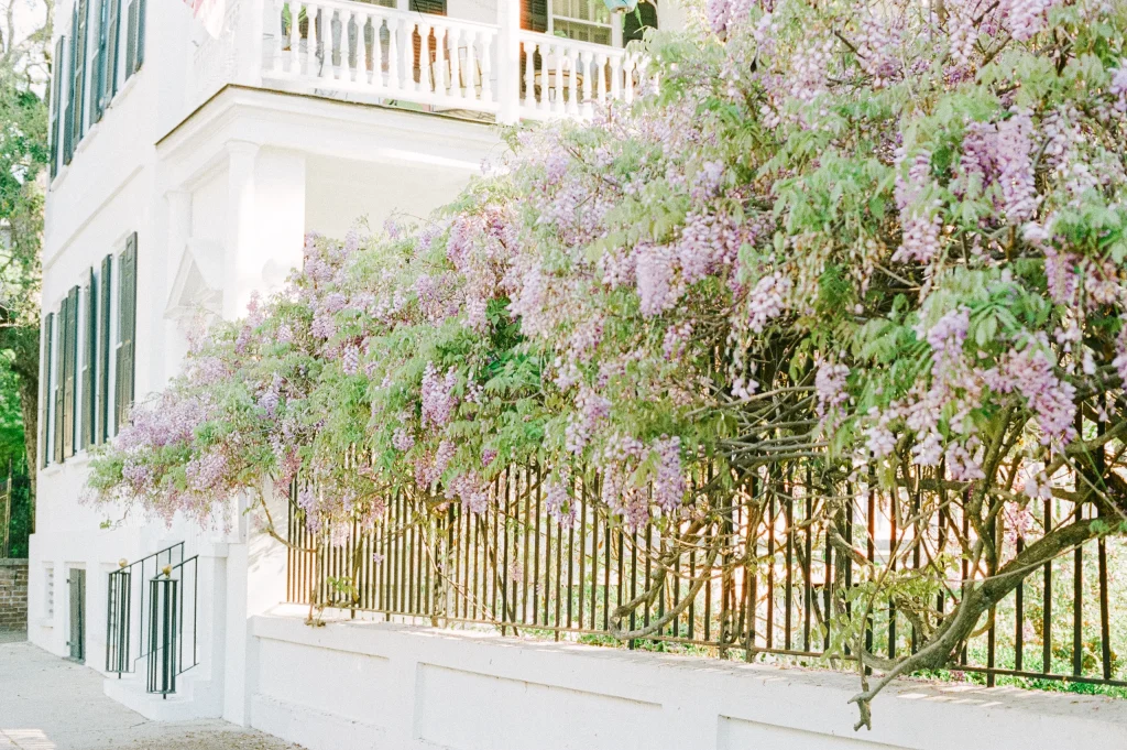 Home with wisteria-covered fence – charming European floral print, wall decor.
