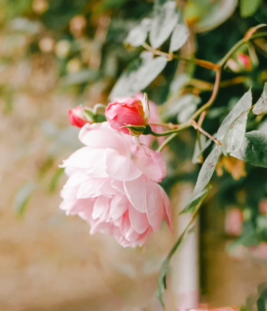 Soft pink peony with dewdrops – dreamy floral art print, France nature wall photography.