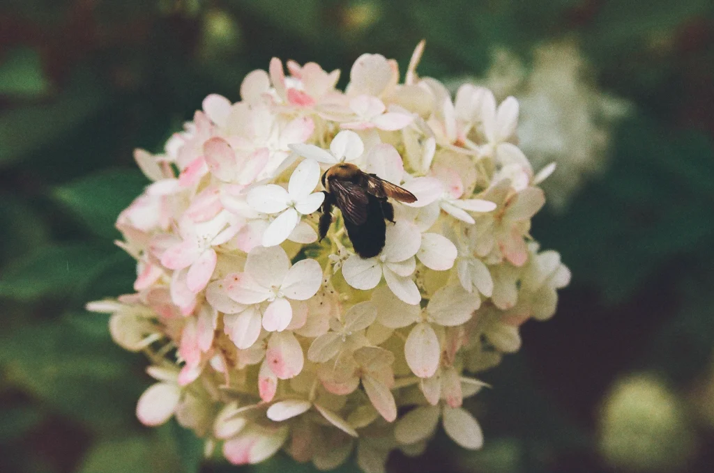 Close-up of bee on pink hydrangea – floral wall art, France nature photography print.