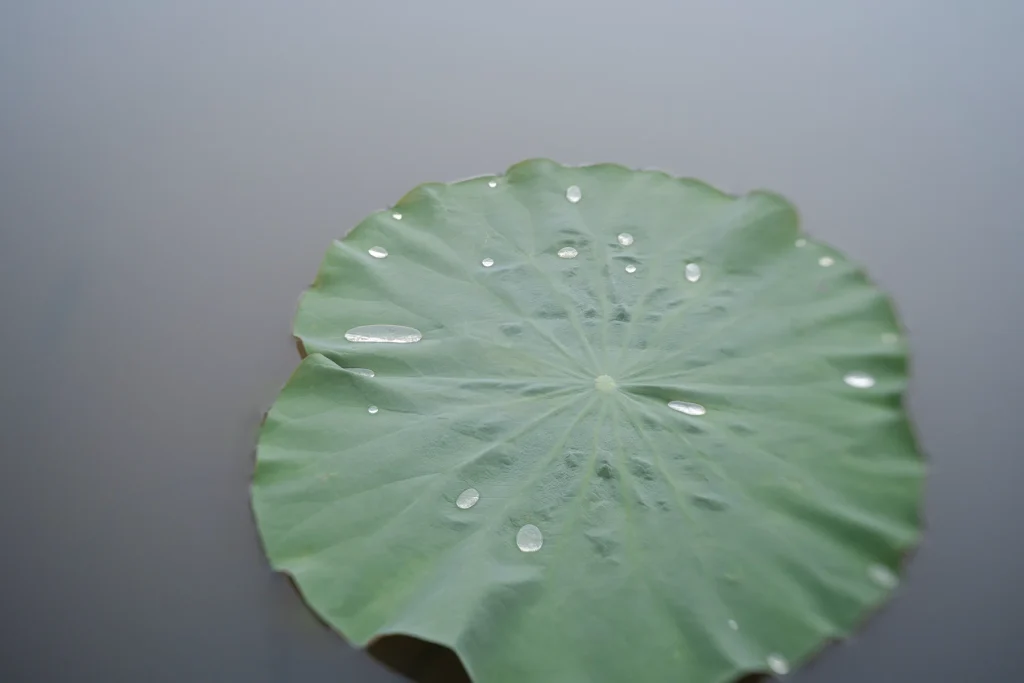 Lotus leaf with raindrops on soft background – modern nature wall print, fine art botanical photography.