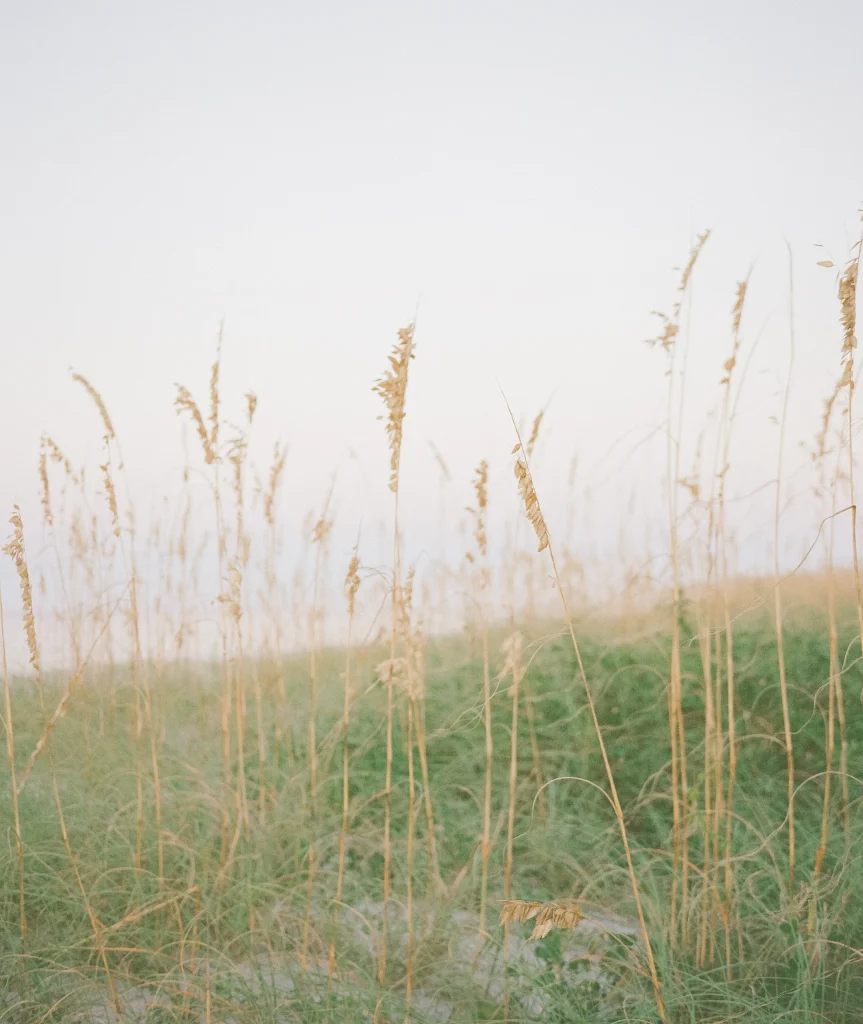 Grassy dunes with wild reeds – natural landscape wall art, Europe travel photography print.