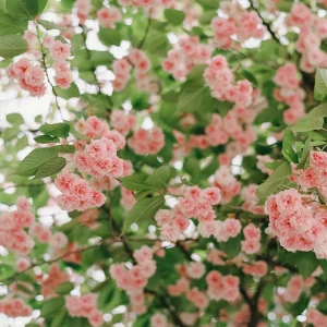 Pink spring blossoms in full bloom.