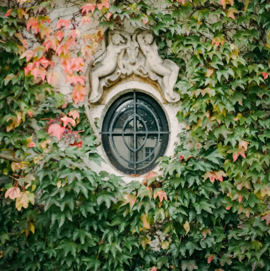 Ivy-covered stone wall with decorative circular window.