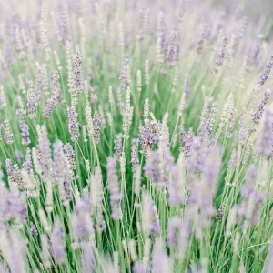 Blooming lavender field close-up – vibrant floral France art print, Provence photography.
