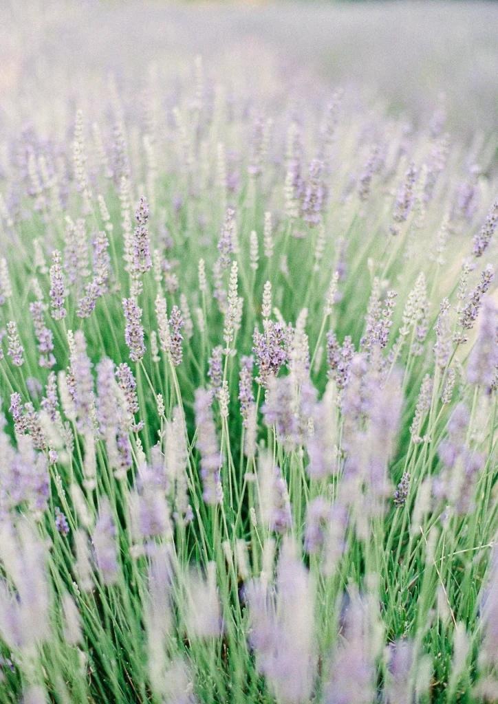 Blooming lavender field close-up – vibrant floral France art print, Provence photography.