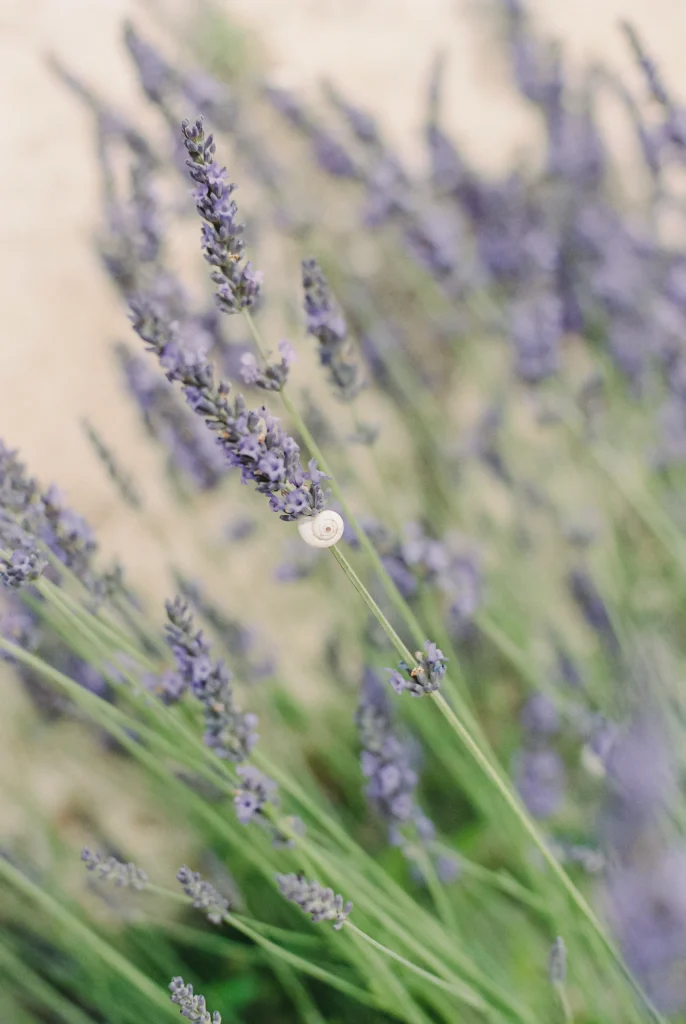 Lavender blooms close-up – dreamy Provence floral art print, France wall decor.