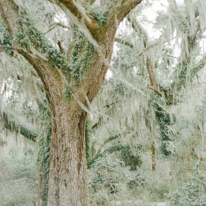 Grand tree trunk with moss – earthy nature print, southern Europe photography wall decor.