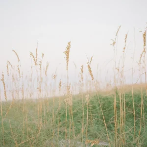 Sea Grass Pier Fine Art Film Print